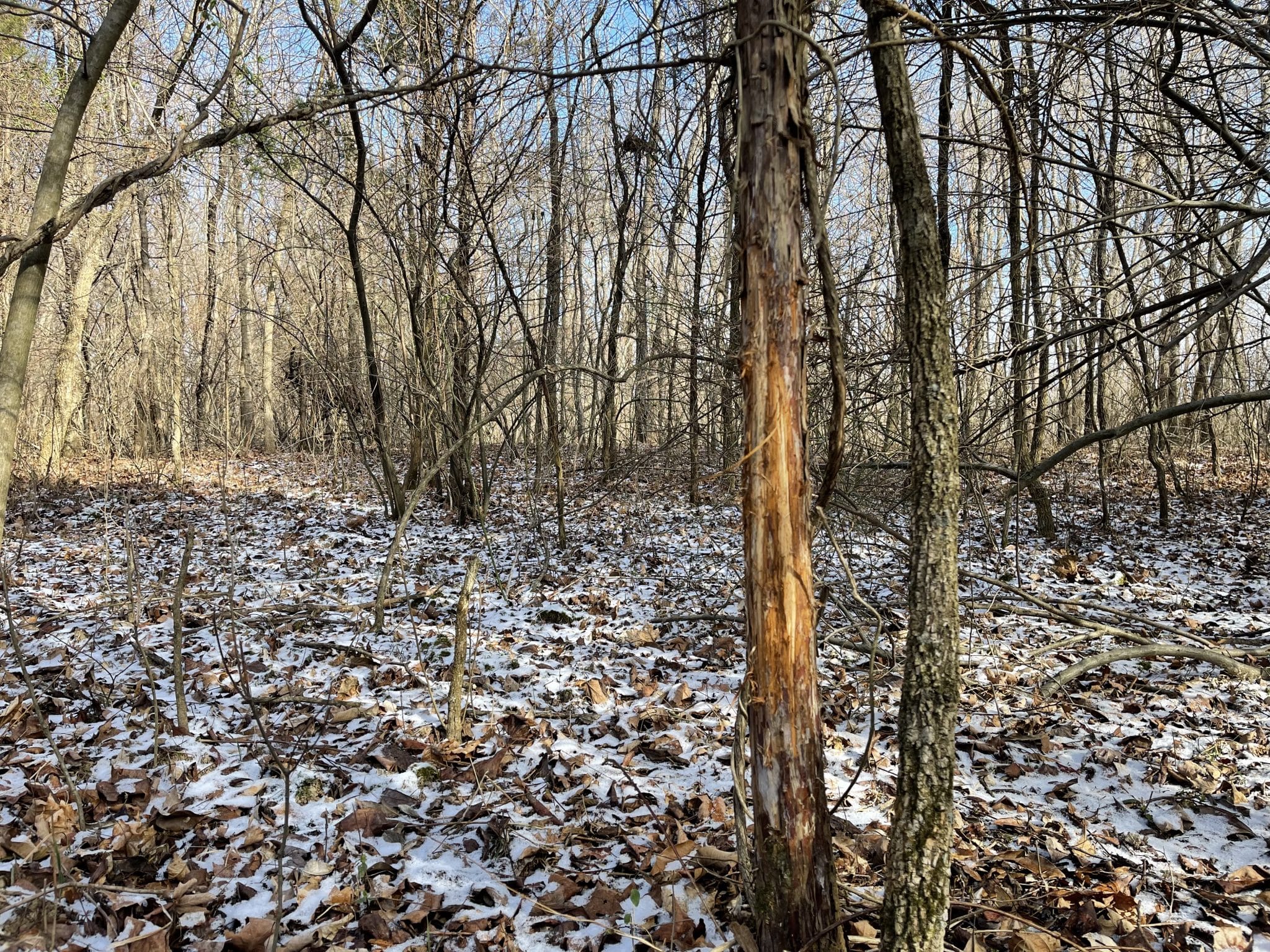 40 acres in Marion County! Midwest Farm and Land Co.