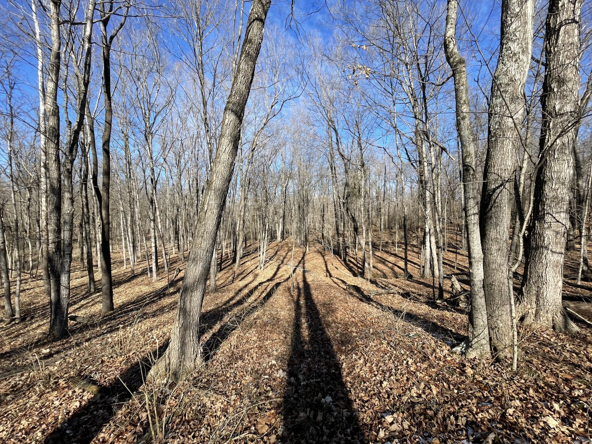 40 acres in Marion County! Midwest Farm and Land Co.