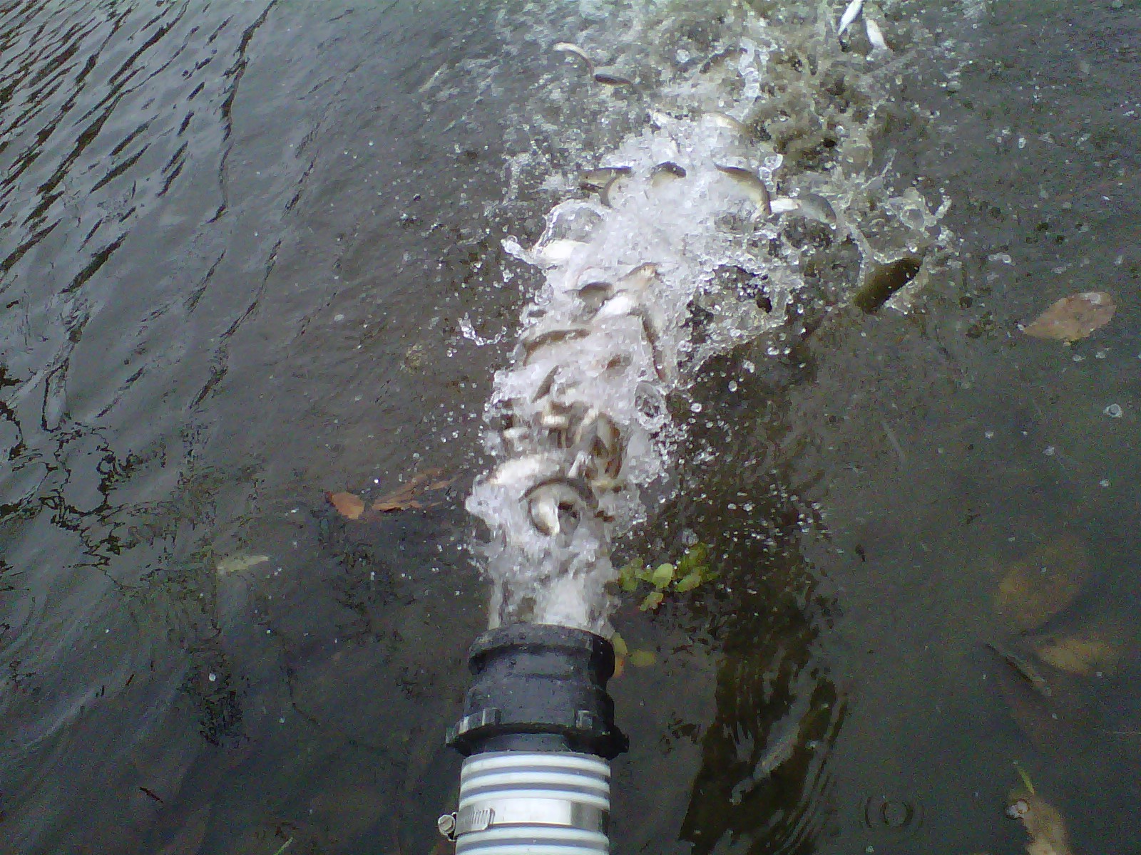 POND AND LAKE Fish Stocking Midwest Lake