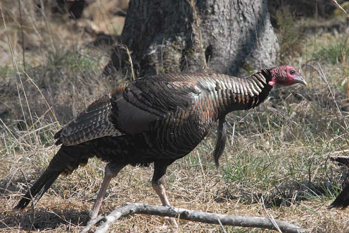 Twoman Turkey Hunt Calling Partners Help Bag Hungup Turkeys