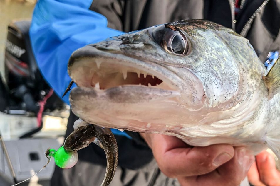 Vertical Fishing Tactics for Walleyes vertical jigging for fall walleyes fall walleye