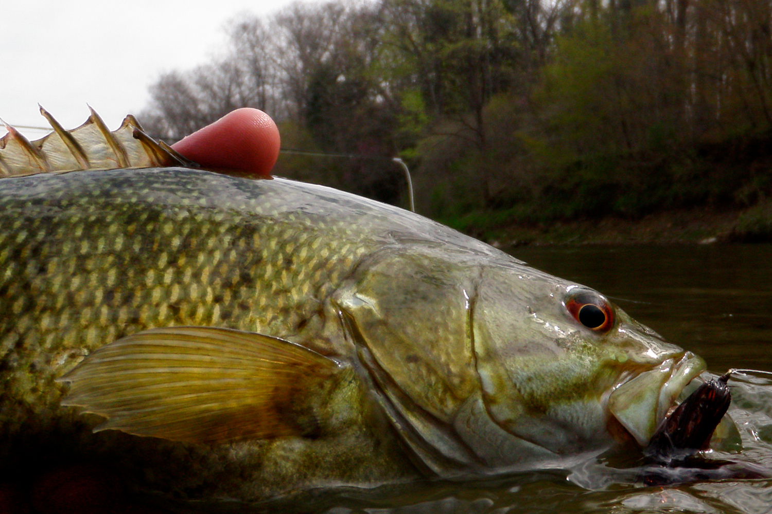 Prime Time for Smallmouth Bass Fishing in Rivers MidWest Outdoors
