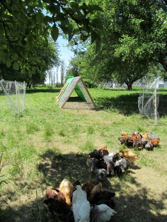 Chickens for the Orchard (Part 2) Midwest Permaculture