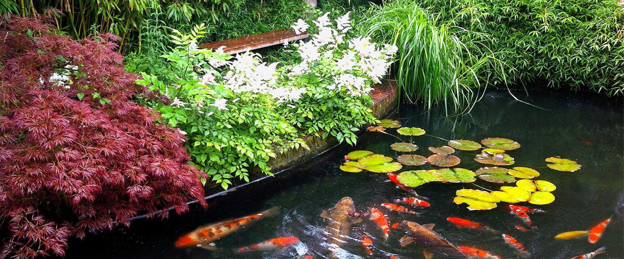 NonInvasive Pond Plants Safe Choices For Your Garden Midwest Pond