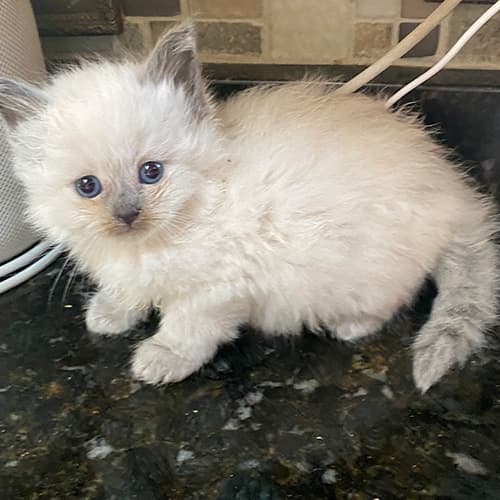 Blue Point Ragdoll Kittens for Sale Midwest Ragdolls