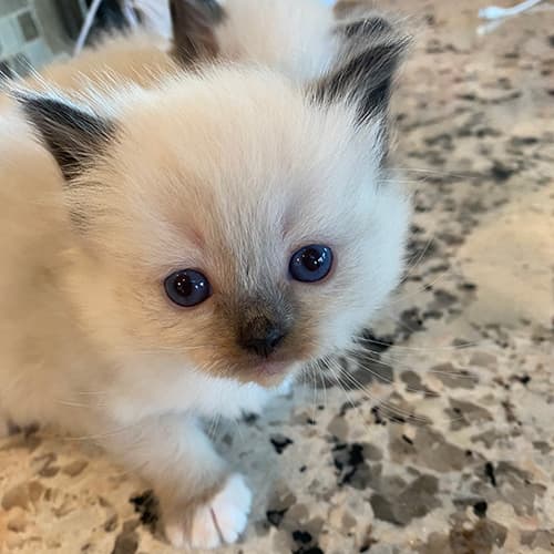 Seal Point Ragdoll Kittens for Sale Midwest Ragdolls
