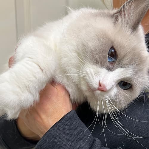 Ragdoll Cat Breeder in Chicago Midwest Ragdolls