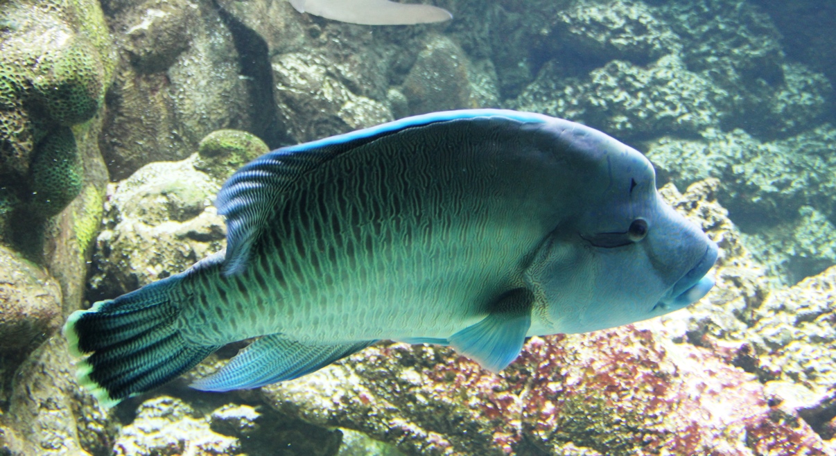 Henry Doorly Zoo, Omaha A Zoo Lover MustSee Midwest Wanderer