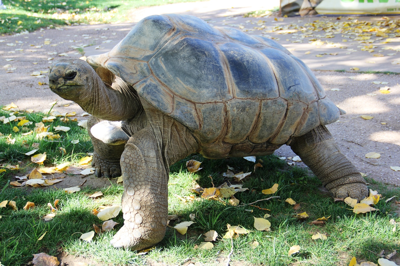 How Reptile Gardens Blends Beauty and Beast Midwest Wanderer