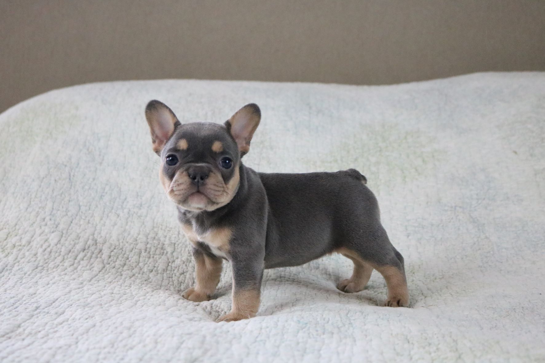 Color Coded Frenchies How to Break Down Coat DNA Great Lakes French