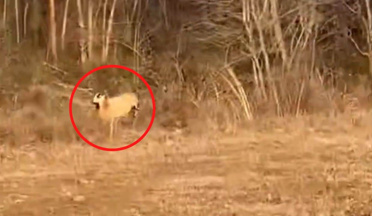 'Memphis GOAT'? Mysterious Creature Spotted Near I40 KWAM The