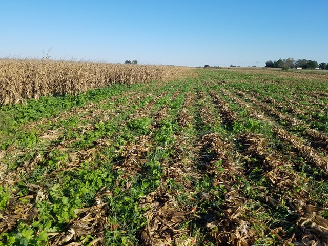 Illinois Grower Tests Mighty Mustard® in Standing Corn Crop Mighty
