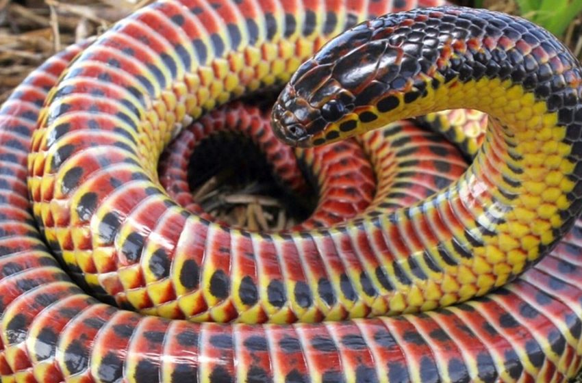 Un serpent arcenciel, repéré en Floride, a été une surprise pour les