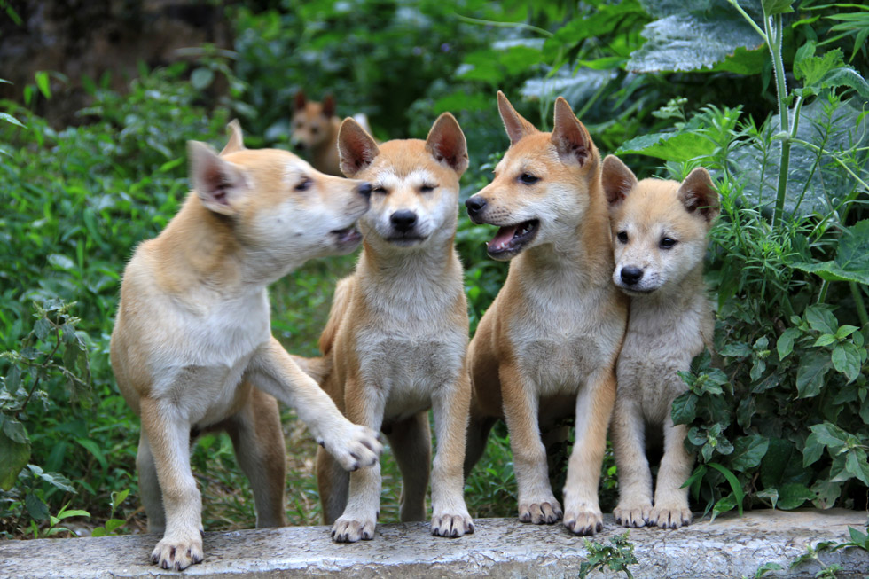 PHOTO Obedient Puppies in China