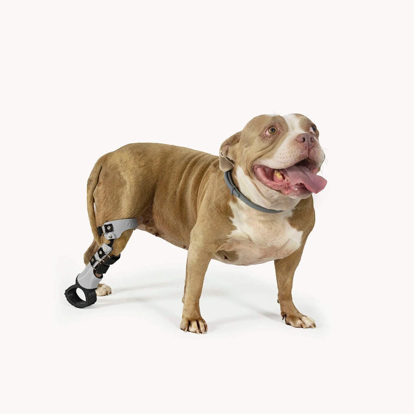 Prótesis para mascotas mihapi® ortopedia veterinaria