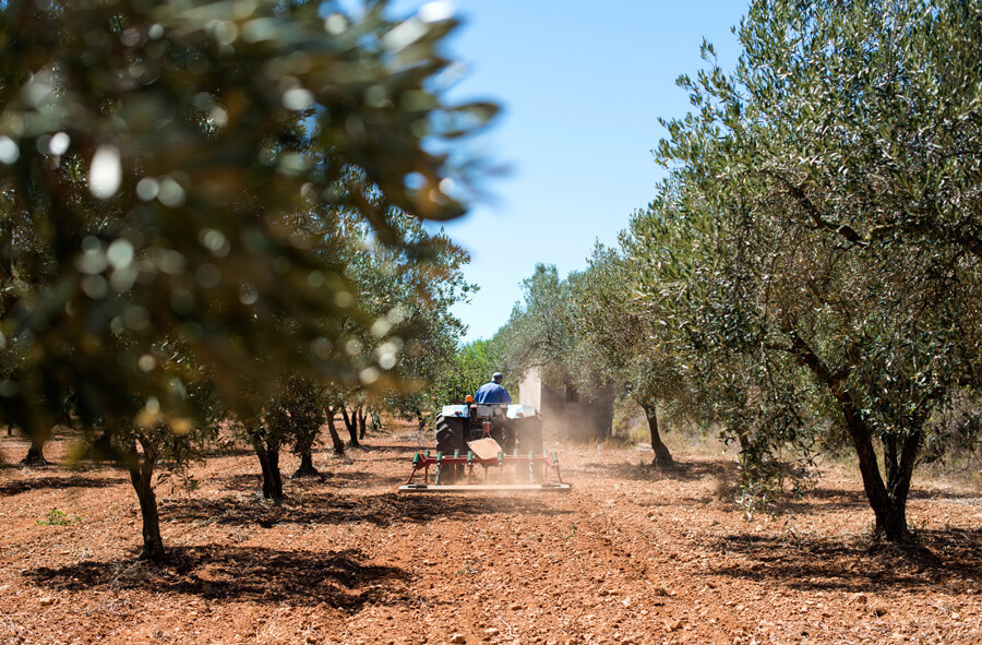 The land of olive trees Messenia Mikadventures