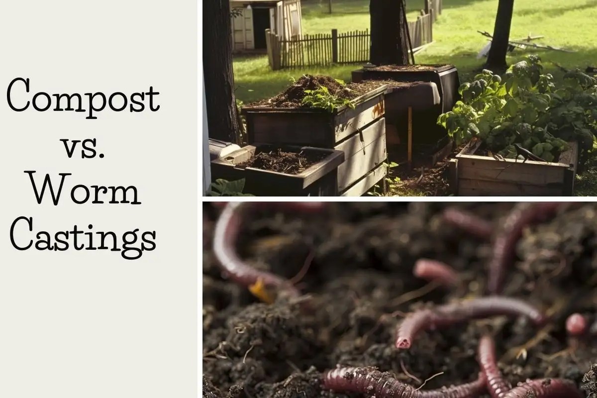 Compost vs. Worm Castings Which one is Better For Soil Health Mika's