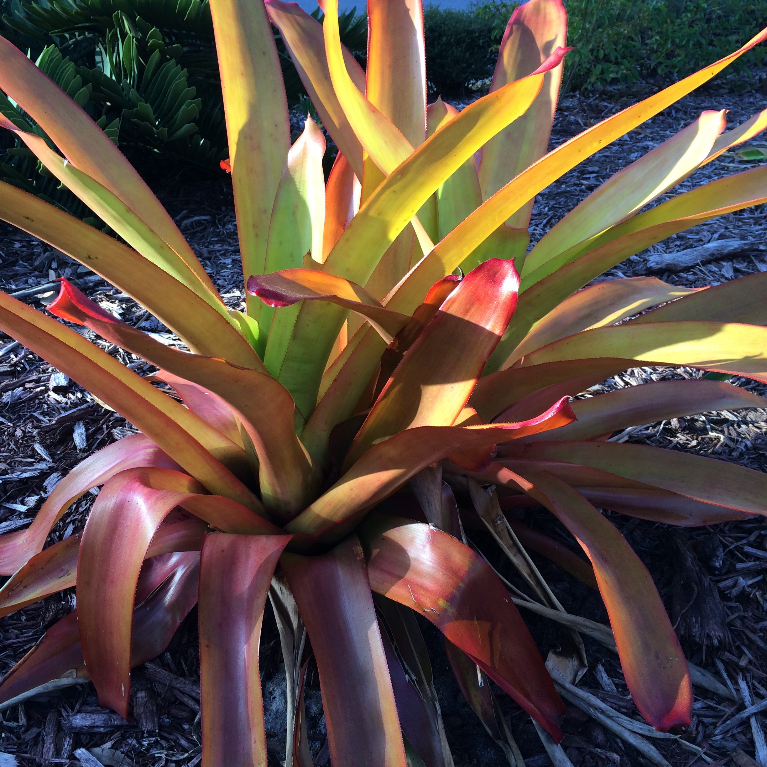 Orange Sun Bromeliad Michael Flaugh Landscape Architect