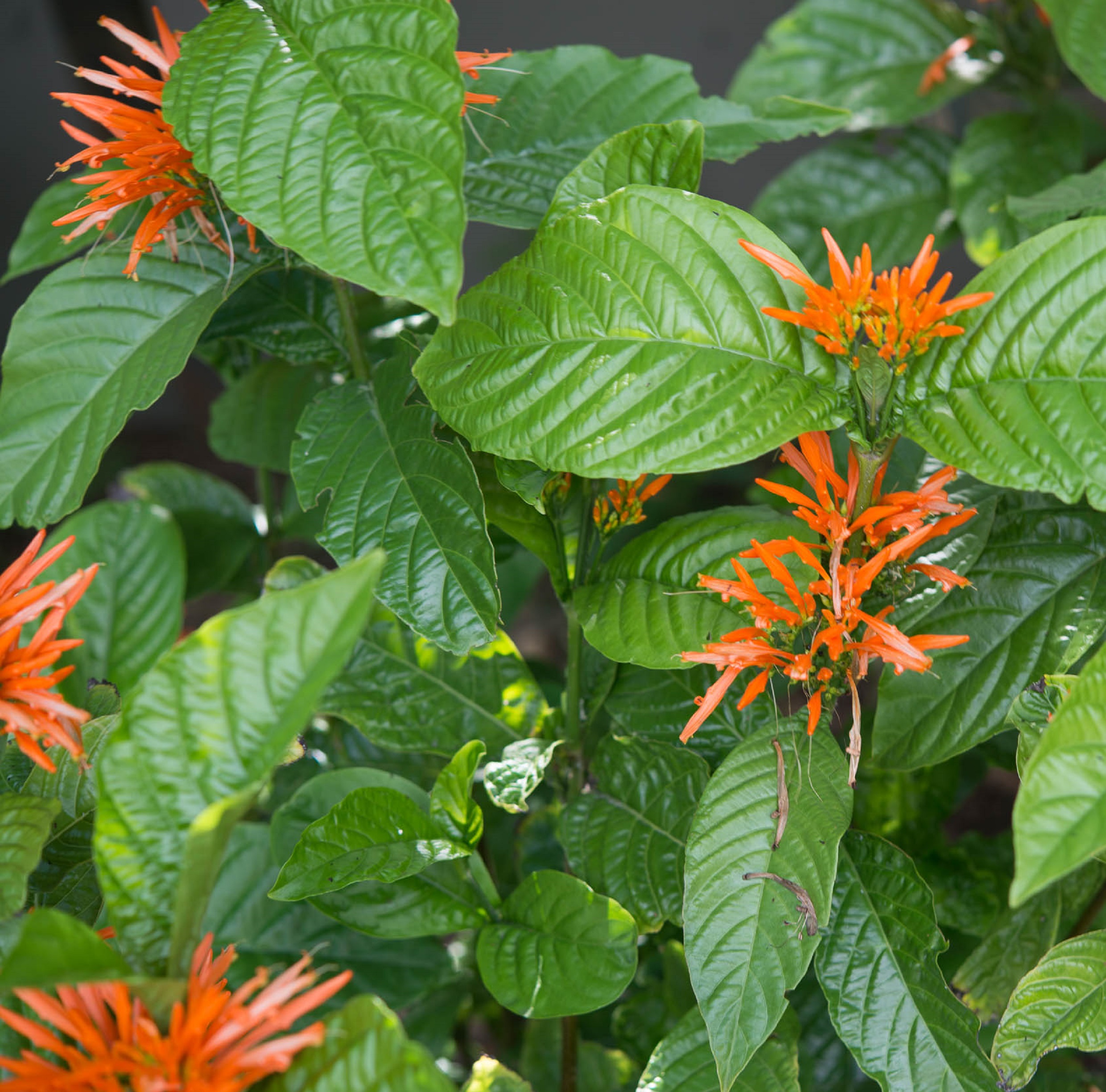 Mexican Honeysuckle, Orange Plume Flower (Justicia spicigera) Michael Flaugh Landscape Architect