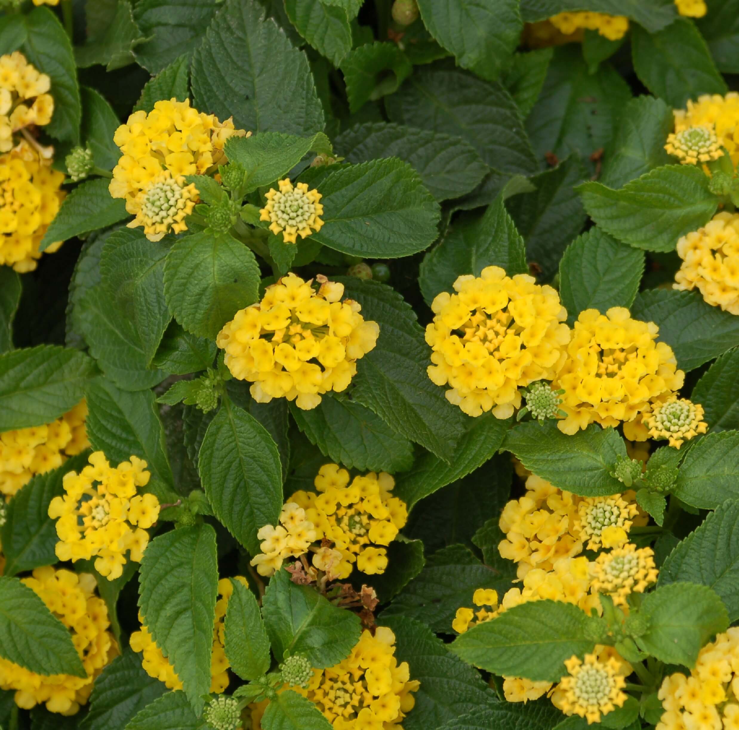 Yellow Lantana | Michael Flaugh Landscape Architect