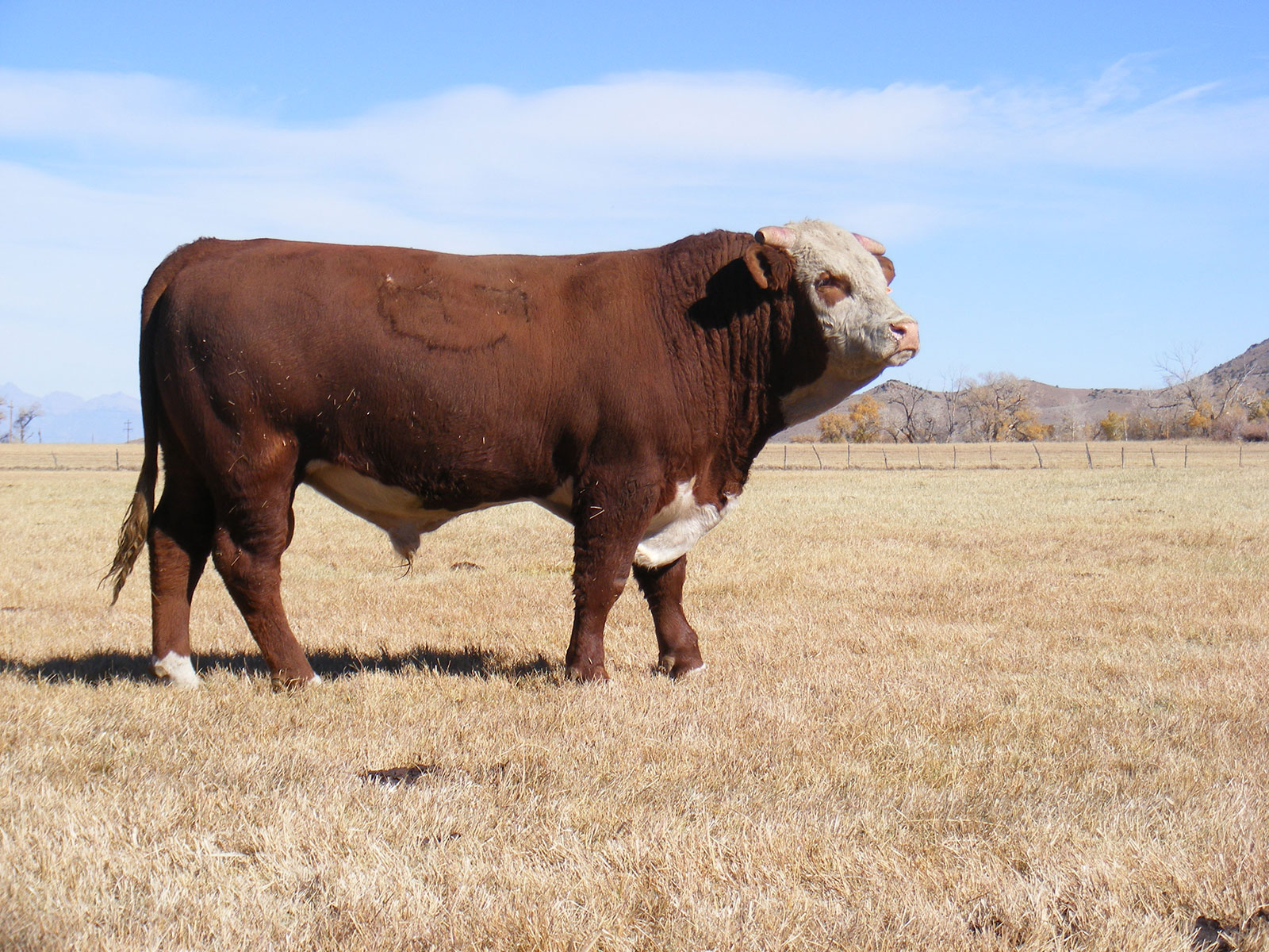 MF 712E Sensation 925G Mike Fuchs Herefords Ranch Del Norte Colorado