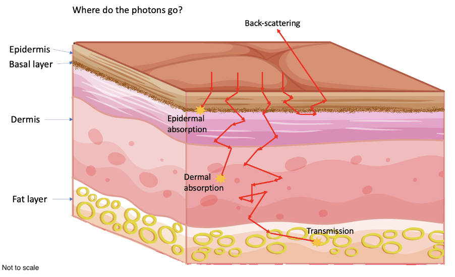 Where do photons go in the skin? Mike Murphy's Blog