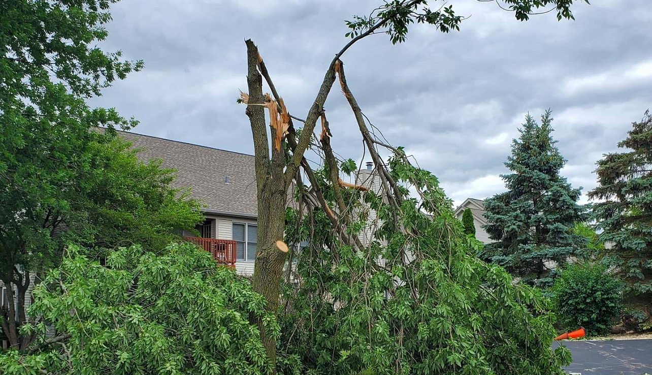 How to Rescue Storm Damaged Trees The Mike Nowak Show