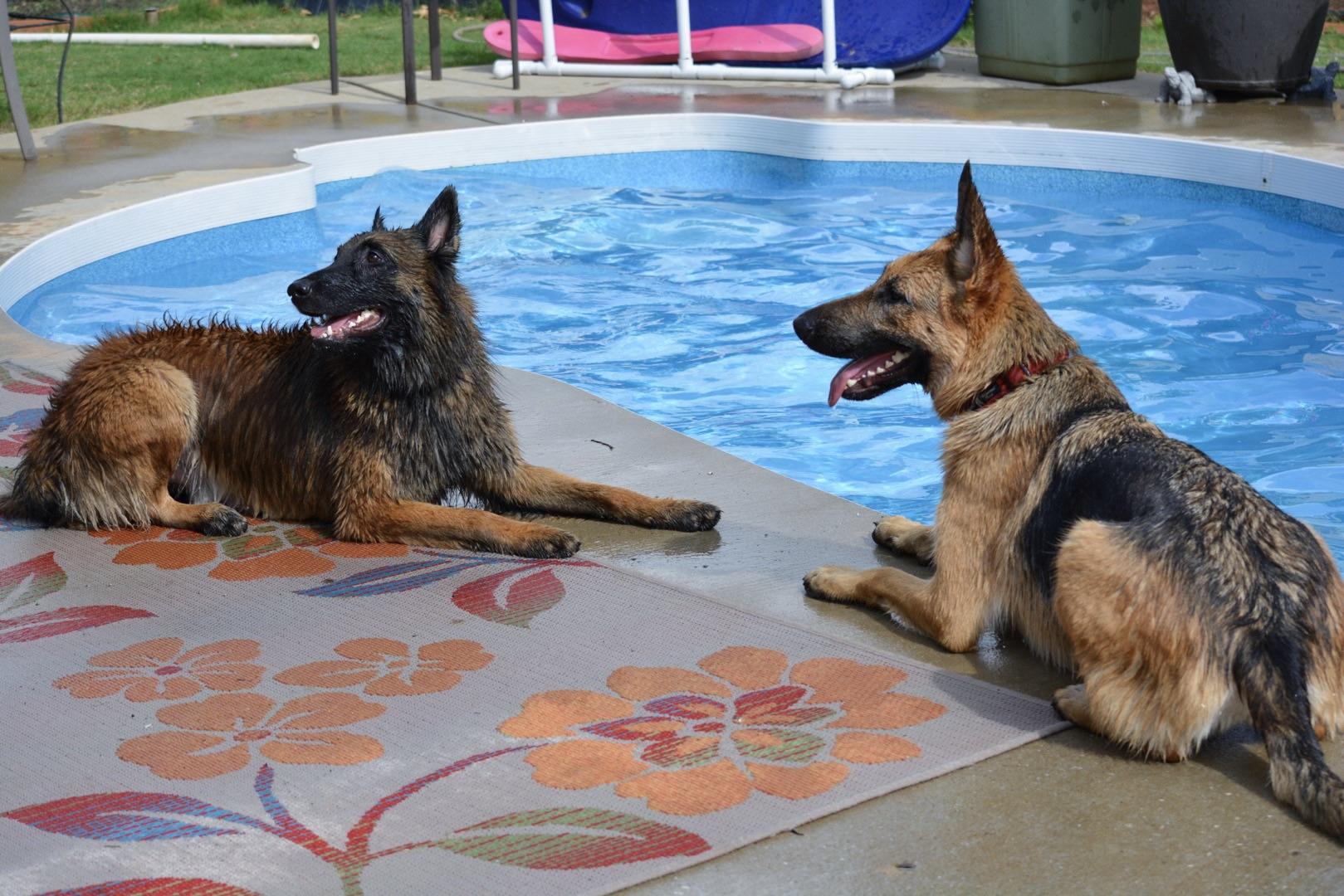 Join Team Dog Online Dog Training Courses K9 Community Mike Ritland