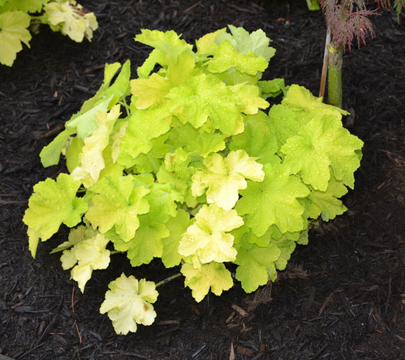 Citronelle Coral Bells, Heuchera villosa ???Citronelle???