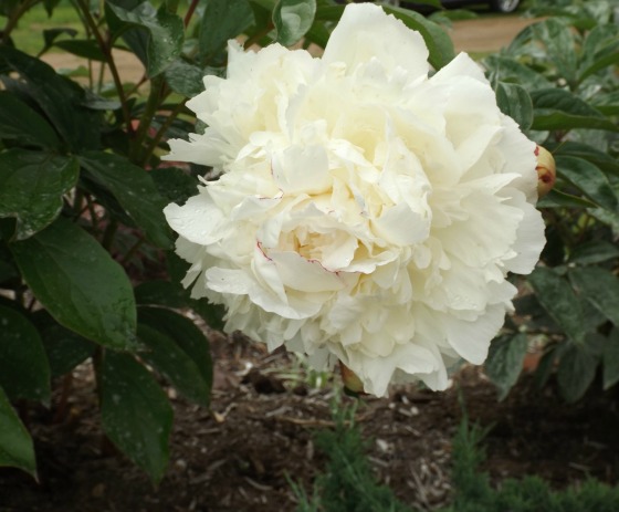 Powdery Mildew on Peonies