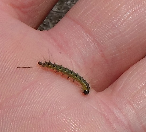 Tent Caterpillar Control