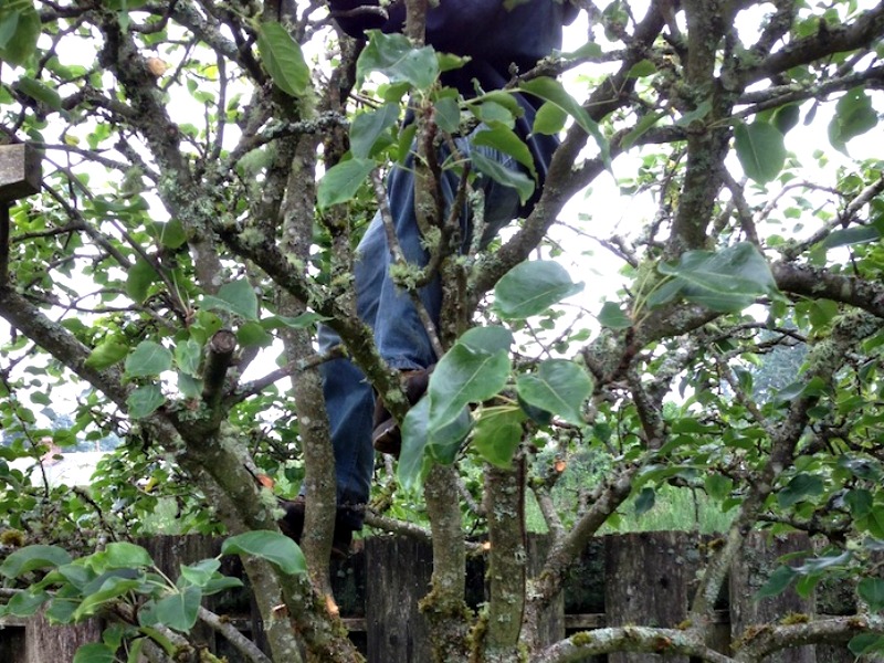 How to Prune Apple Trees