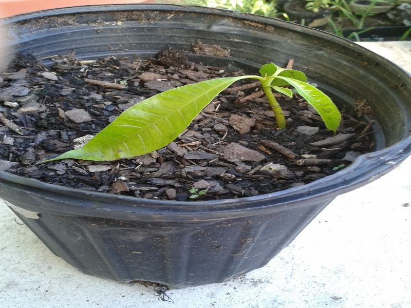 How To Grow A Mango Tree From a Seed