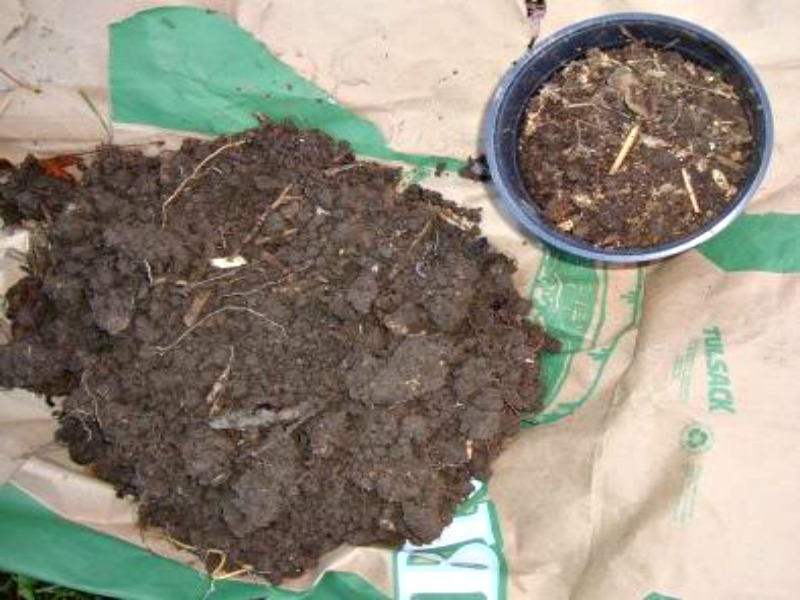 How to Grow Roses Mike's Backyard Nursery