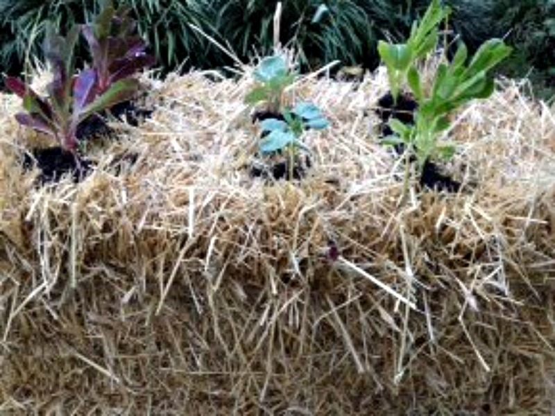 DIY Straw Bale Gardening