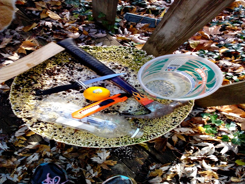 How to get rid of slugs in your garden