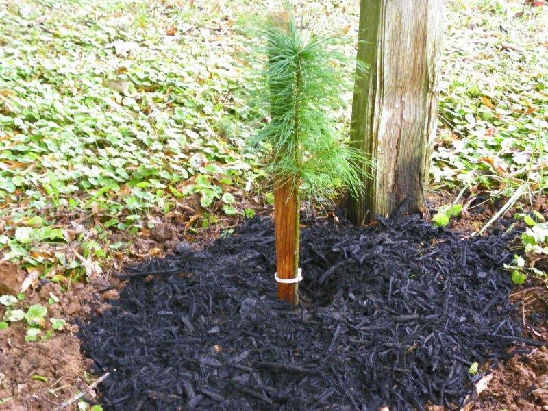 How to Plant Bare Root Trees