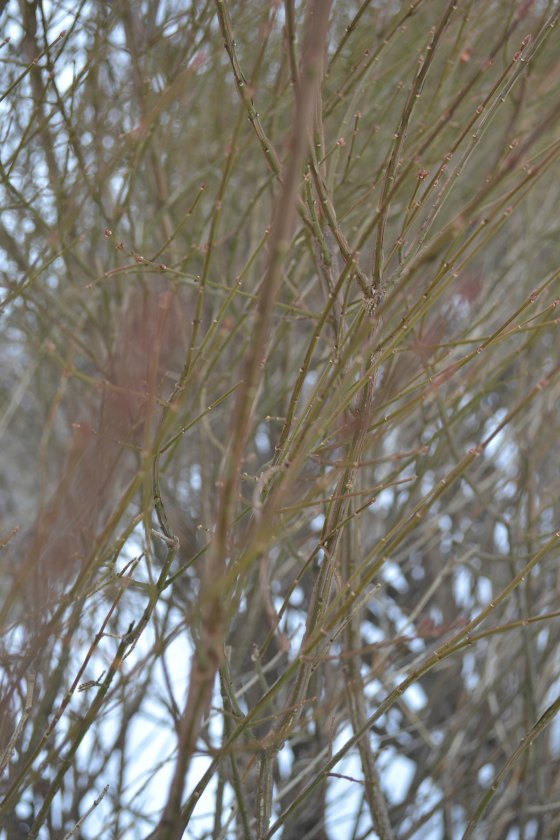 Is Burning Bush Really an Invasive Species?