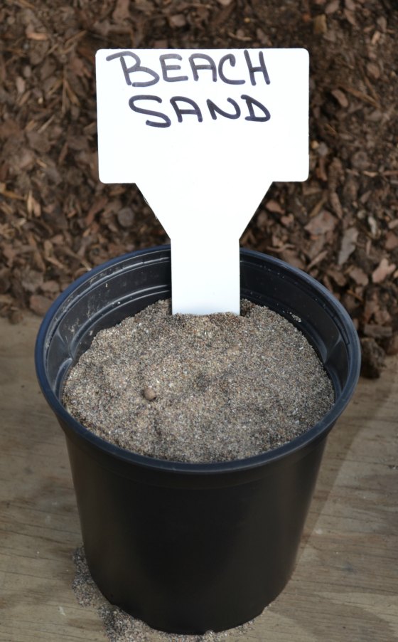 Can I use beach sand to root cuttings?