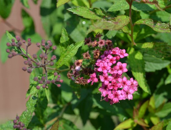 Pruning plants in the nursery before winter.
