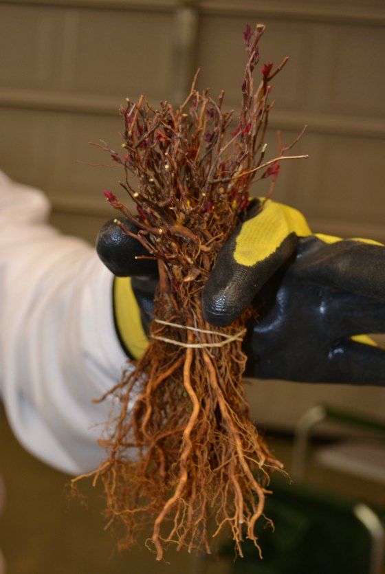 Rooted cuttings, trimmed and bundled.