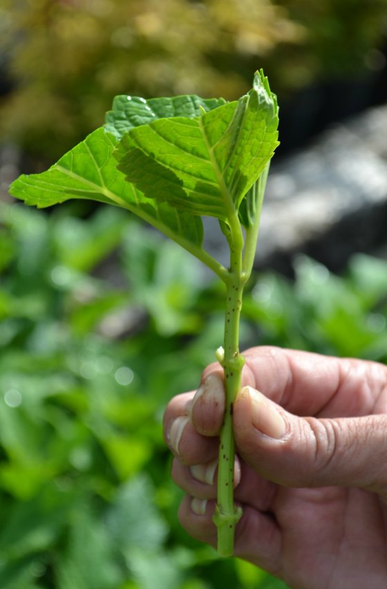 Growing Hydrangeas from Cuttings in the Fall or Winter. Mike's