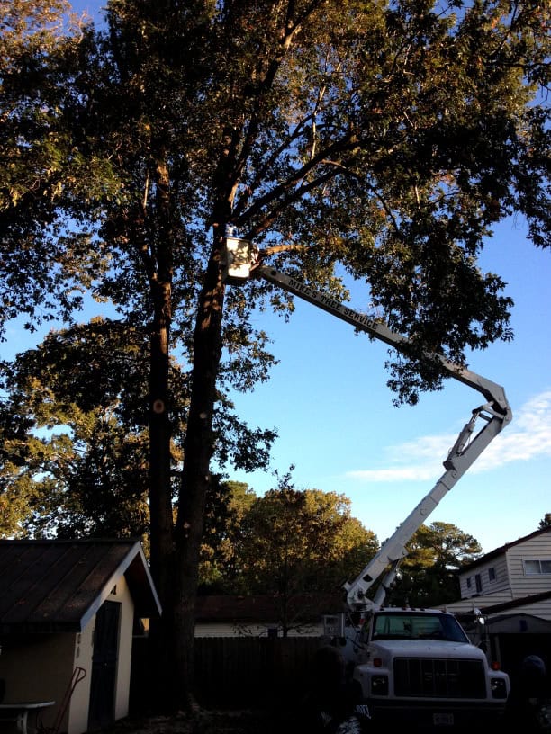 Arborists in Virginia Beach Mike's Tree Service