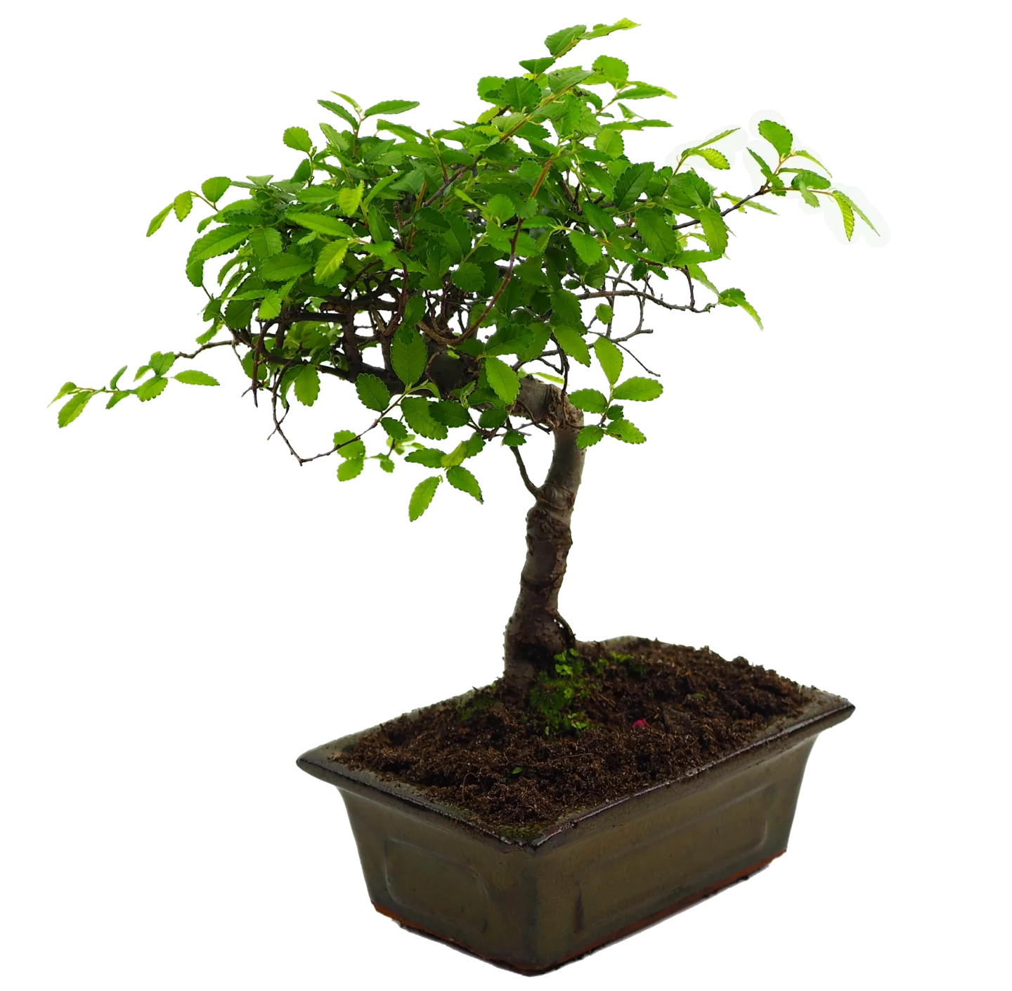Drzewko bonsai MikroKlimat