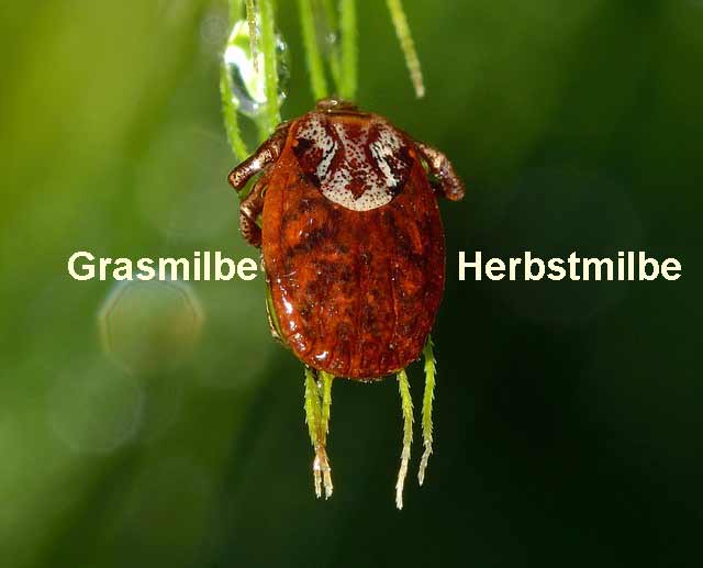 Grasmilben Neotrombicula autumnalis Milben und Scabies was tun