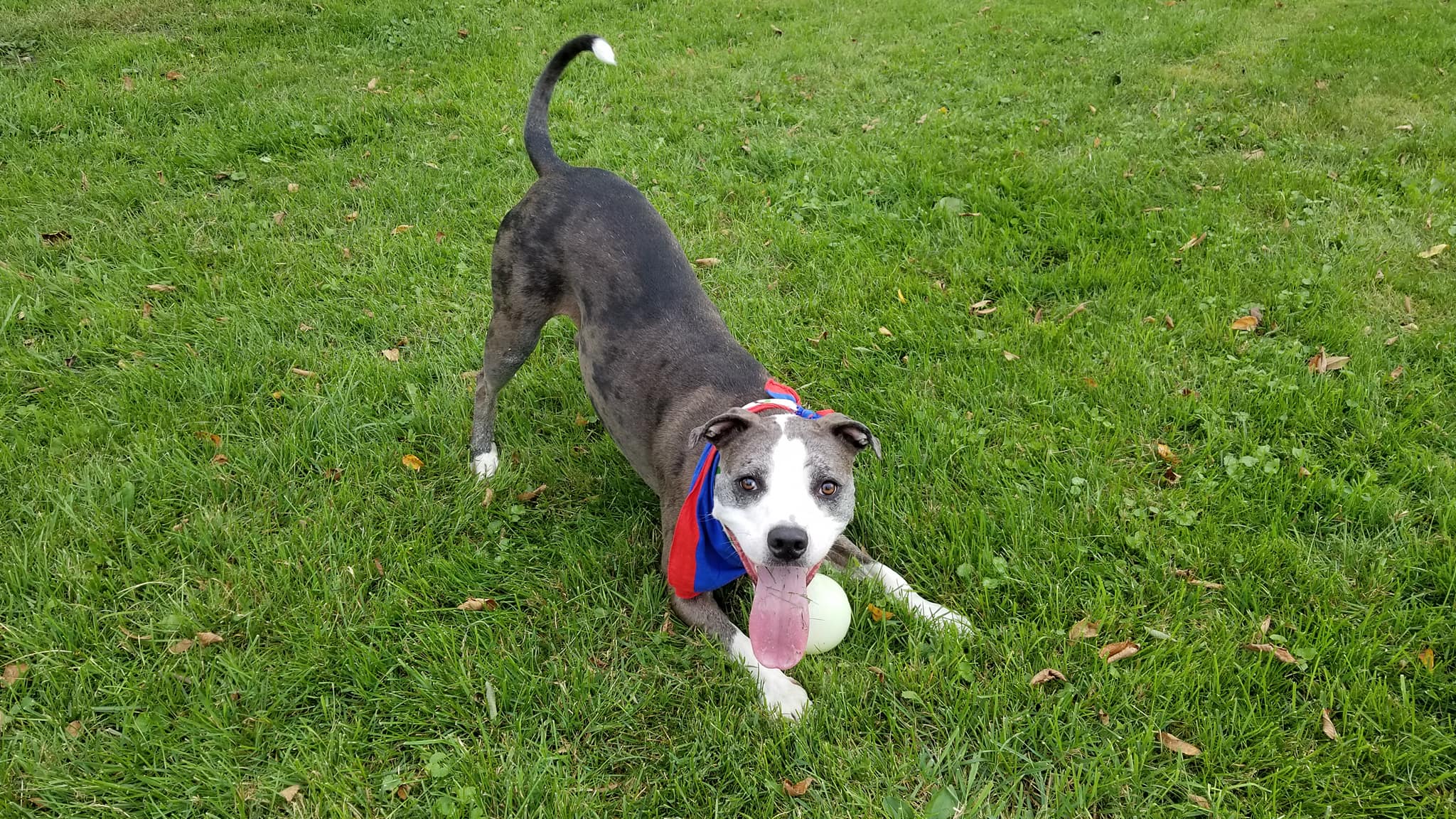 OUR BOARDERS Mile High K9