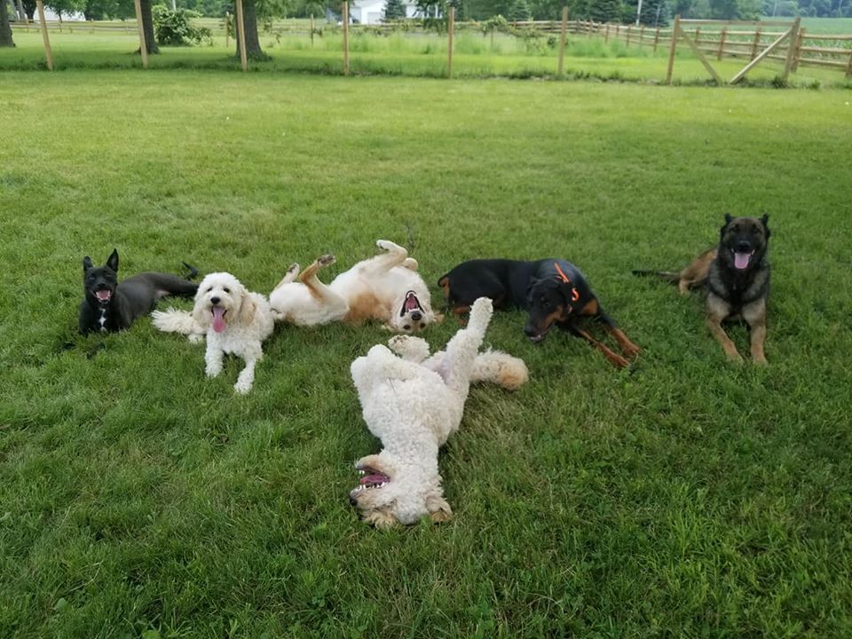 OUR BOARDERS Mile High K9