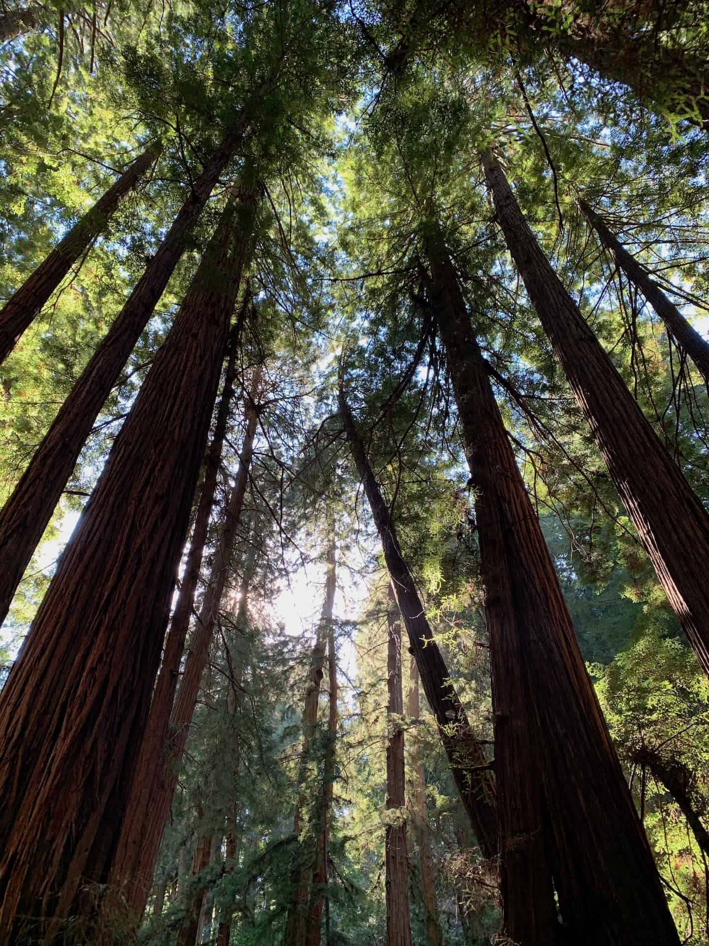 A DAY HIKING IN MUIR WOODS Mile Marker Memories