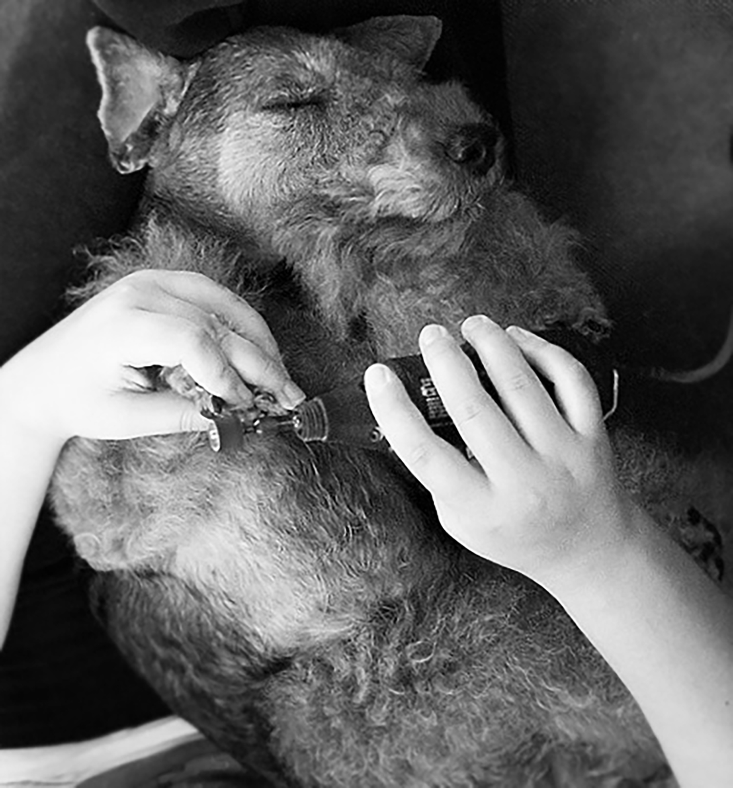 Do Dogs Nails Stop Growing