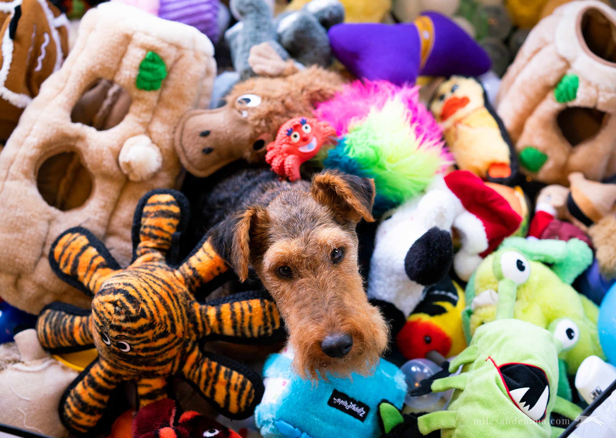 How to Make a Ball Pit for Your Dog! Miles & Emma